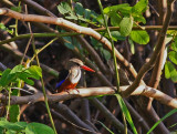 Grey-headed Kingfisher