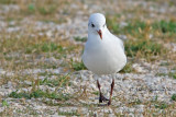 Gabbiano corallino (Larus melanocephalus)-5534.jpg