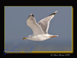 Gabbiano reale (Larus michahellis) 2630.jpg