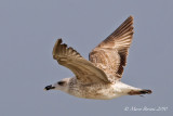 Gabbiano reale (Larus michahellis) 2inv-2643.jpg