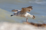 Gabbiano reale (Larus michahellis) 2inv-2691.jpg