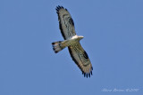 Falco pecchiaiolo Pernis apivorus-0238.jpg
