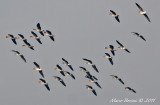 Oche lombardelle (Anser albifrons)-7827.jpg