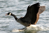 Canada Goose