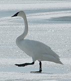 Trumpeter Swan