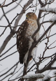 Red-Tailed Hawk