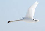 Mute Swan