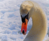 Mute Swan