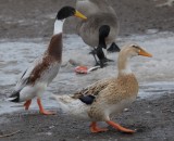 Mallard/Domestic Duck Hybrid