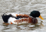 Mallard/Domestic Duck Hybrid