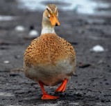 Mallard/Domestic Duck Hybrid