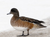 American Wigeon (Female)