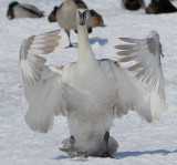 Swan