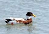 Mallard/Domestic Duck Hybrid