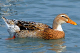 Mallard/Domestic Duck Hybrid