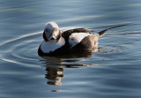 Long-Tailed Duck