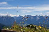 Rast auf der Alm