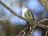 Possible Hammonds Flycatcher - notched tail