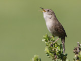 House Wren