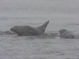 Grey Seals on the Farne Islands