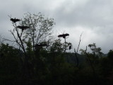 Turkey & Black Vultures Spreading Their Wings - Warmup for Riding the Thermals