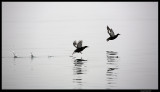 Svalbard_1510.4.jpg