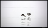 Svalbard_1515.4.jpg