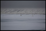 Svalbard_1615.4.jpg