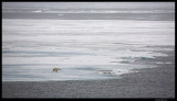 Svalbard_1779.jpg