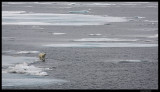 Svalbard_1812.jpg