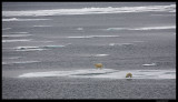 Svalbard_1863.jpg