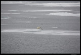 Svalbard_1892.jpg