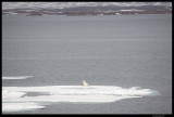 Svalbard_1908.jpg