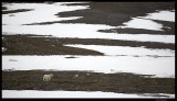 Svalbard_2160.jpg