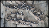 Svalbard_3564.jpg