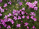 ANWR_5841.jpg
