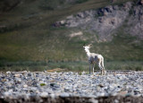 ANWR_6055.jpg