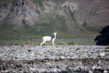 ANWR_6084.jpg