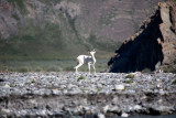 ANWR_6090.jpg