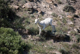 ANWR_6152.jpg