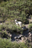 ANWR_6177.jpg
