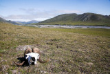 ANWR_6253.jpg