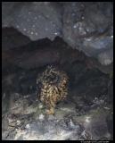 Genovesa_4907.3.jpg