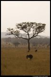 Serengeti_2210.3.jpg