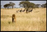 Serengeti_2226.3.jpg