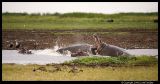 Manyara_2889.3.jpg