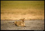Ngorongoro_2582.3.jpg