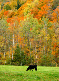 Bull against the Foliage