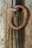 Rusty Chain Link