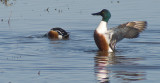 Nothern Shoveler Showing Off